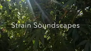 Cannatunes....A New World of Cannabis
