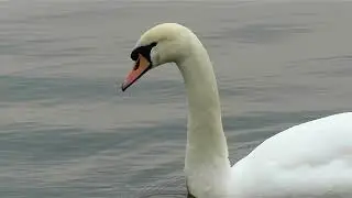 Wildlife in the big freeze 2018