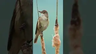 Great Reed Warbler Sound | Acrocephalus arundinaceus