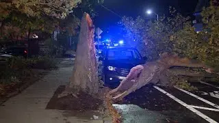 Powerful storm causes heavy tree damage in Cambridge