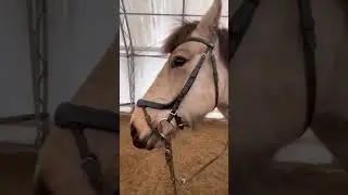 At the barn!!!! #horse #horsebarn #fypシ゚ #barnlife #barn #horsebackriding #horserider #rider
