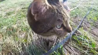 🐱 Une randonn&eacute;e film&eacute;e par un chat !!!