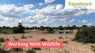 Working With Wildlife In The South East Kalahari - Combine African Safari With Wildlife Conservation