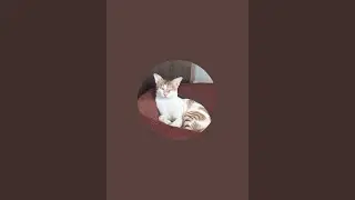 Watch this cute kitten's adorable antics! #CutenessOverload#CatShorts #KittenFun #indianCat#DubaiCat