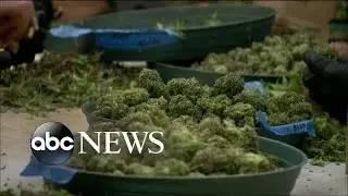 Marijuana Remains Illegal Under Federal Law