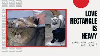 Love Rectangle Is Heavy | Funny Cats and Kittens Meowing Compilation [Try Not To Lough 2022]