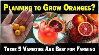 Best Orange Varieties to Grow 🍊