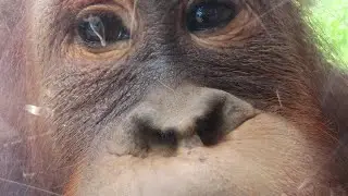 どアップ多めな令斗くん【オランウータン】