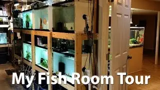 My Fish Room Tour
