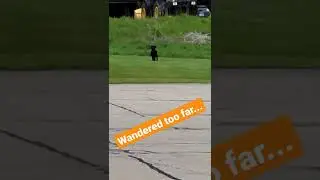 Black Golden Doodle wanders too far. #funnydogs #goldendoodle