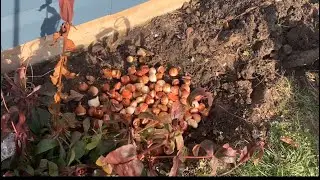 Planting Tulip  Bulbs  in December: Zone 6b