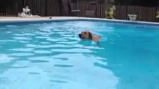 Daisy swimming