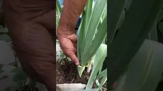 Leeks harvest.planted in useless pots#harvest #vegetables #gardening