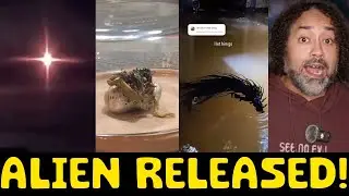 🚨 Яйцо инопланетянина в Перу? НЛО короля Панамы выпущено на волю! 👽🐣