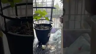 Cold weather when to plant seedlings outside?🇨🇦👍#gardening #alberta #balconygarden 🍁