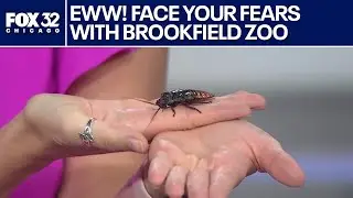 Face your fears: Brookfield Zoo brings the creepy crawlers