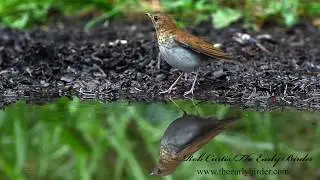 SWAINSON'S THRUSH, Catharus ustulatus  perched, bathing