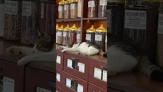 #lazycats