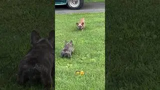 I&rsquo;ll be your Huckleberry🐶🤠 #frenchbulldog #dog #puppy #funny #standoff #tombstone