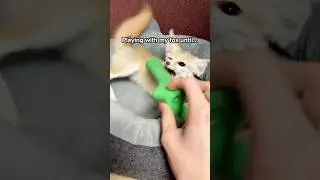 Playing with my fennec fox until&hellip; 🦊😨