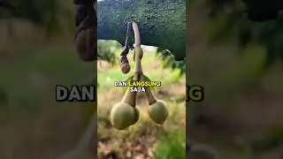 Pupuk Durian Cepat Berbuah  #pupukdurian #duriancepatberbuah #petanidurian #durianlebat #antirontok