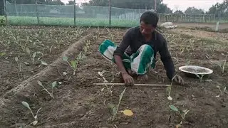  জলকীয়া আৰু ওলকবি খেতি।  দুটা খেতি একেলগে কৰিলে লাভা- লাভ বেছি।