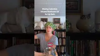 Making calendula infused sunflower oil