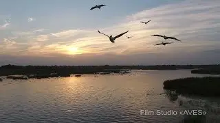 Кудрявый пеликан (Pelecanus crispus) - Dalmatian pelican | Film Studio Aves