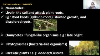 PRINCIPLES OF PHYTOPATHOLOGY
