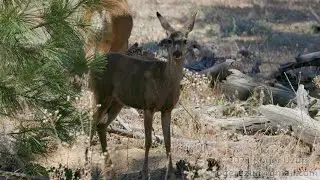 HDObservations : Mule Deer (4K UHD)