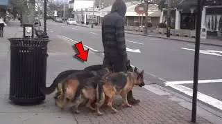 It Looks Like He's Just Walking The Shepherd Dogs But If You Take a Closer Look, You Will Be AMAZED!