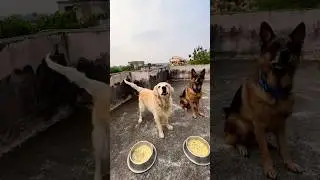 Feeding control obedience for dog🇮🇳✅ #youtubeshorts #armydog #dog #viralshort #vralvideo #malinois