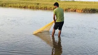Traditional Hand Net Fishing in Shallow Water | Village Life Fishing Technique