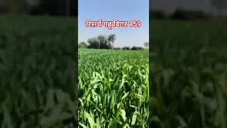 विगर रिसर्च मिल्खा 159 गहू,#vigourbiotech #शेती #शेतकरी #gehu #गेहूं