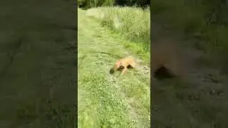 Poppy the Fox Red Labrador Dog Puppy - Zoomies! #Shorts