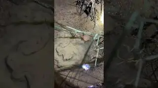 Ловля угря ночью (часть 25)