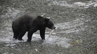 Bears on the loose!