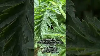 Plant ID: Poison Hemlock!