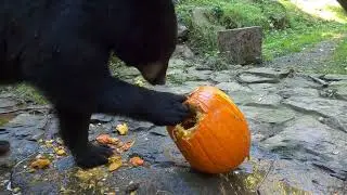 Rescued Black Bears Chomp Halloween Pumpkins