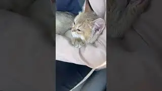 If you know, you know 🧿🥹❤️ #olaf #viralvideo #shorts #shortsvideo #cat #cute #funny