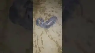 RAT HELICOPTER