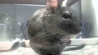 Degu eating joghurt drops