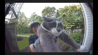 Friendly Neighbor Returning My Cat || ViralHog