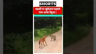 सड़कों पर खुलेआम टहलते नजर आया तेंदुआ !#trendingnews #newswhizz  #newsupdate #viral #shortsvideo