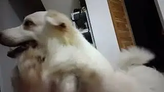 Kulitan Time sa aking mga aspin fur baby Good Morning