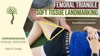 Soft Tissue Landmarking of the Femoral Triangle