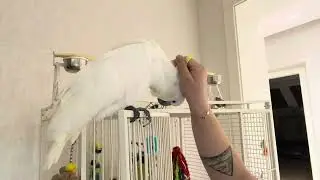 Cockatoo#cockatielbird#cockatoolife 