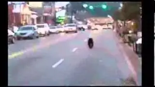 Gatlinburg, Tennessee  Bear Takes Walk Down Main Street   Bearly Afraid  Animal u0027s High Street A