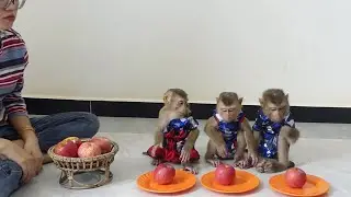 3 Cute Animals Orderly & Silently Sitting While Waiting To Eat Apple