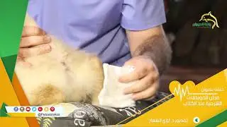 #واحة #الحيوان #مرض #الحويصلات #الشرجية عند #الكلاب